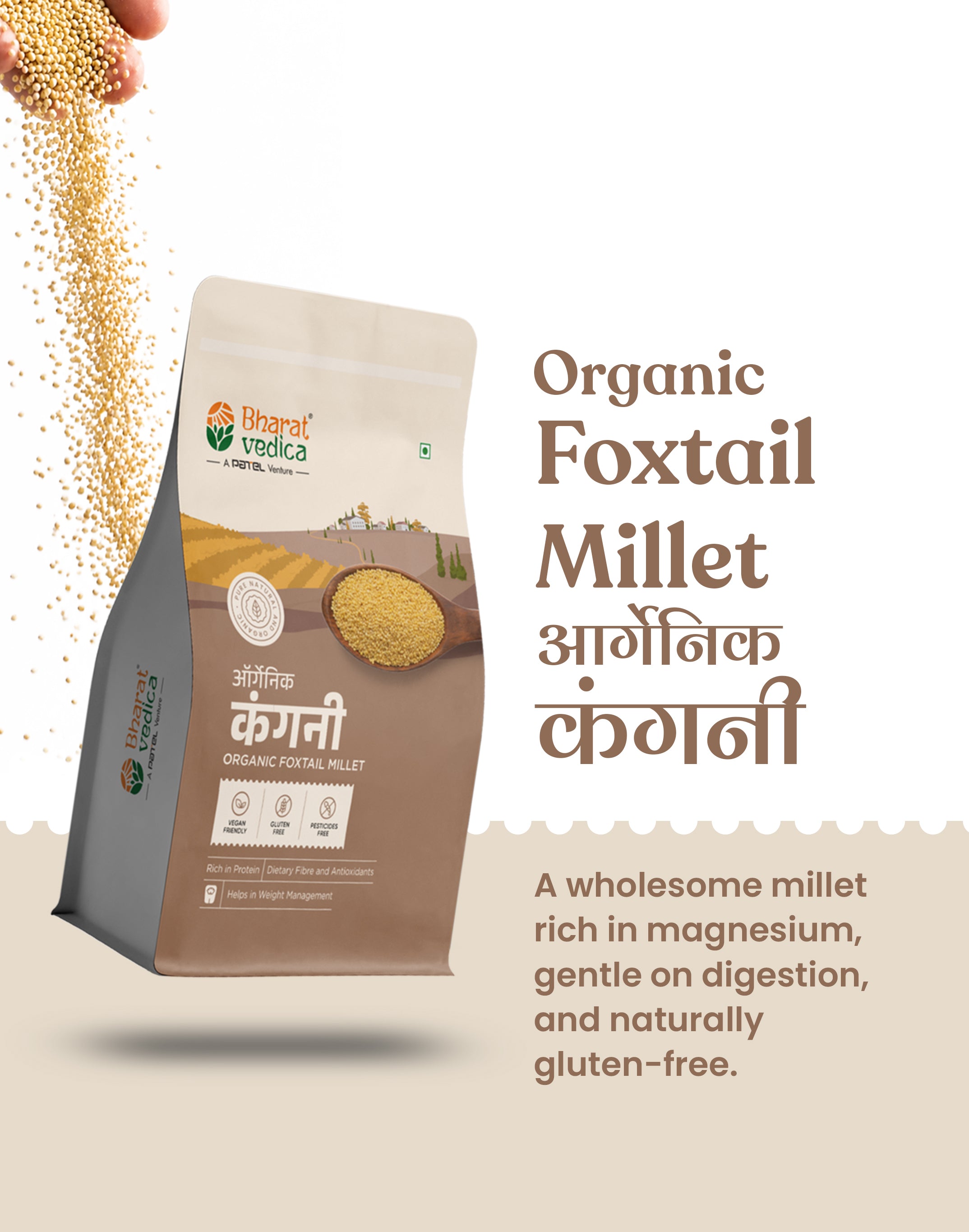 Organic Foxtail Millet - Organic Kangni