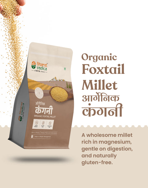 Organic Foxtail Millet - Organic Kangni