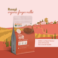 Organic finger millet grains by Bharat Vedica 
